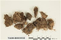 藏品(曲尾苔科)的圖片